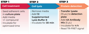 THUNDER™ High Performance Phospho-STAT3 (Y705) TR-FRET Cell Signaling Assay Kit