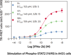 THUNDER™ Phospho-STAT2 (Y690) TR-FRET Cell Signaling Assay Kit (Signal Transducer and Activator of Transcription 2)