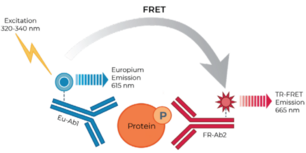 THUNDER™ Phospho-STAT2 (Y690) TR-FRET Cell Signaling Assay Kit