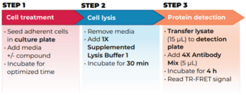 THUNDER™ Phospho-STAT2 (Y690) TR-FRET Cell Signaling Assay Kit
