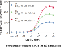 THUNDER™ High Performance Phospho-STAT6 (Y641) TR-FRET Cell Signaling Assay Kit (Signal Transducer and Activator of Transcription 6)