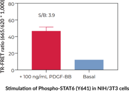 THUNDER™ High Performance Phospho-STAT6 (Y641) TR-FRET Cell Signaling Assay Kit