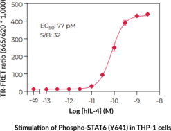 THUNDER™ High Performance Phospho-STAT6 (Y641) TR-FRET Cell Signaling Assay Kit