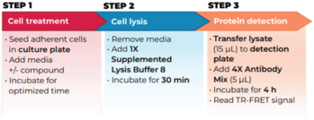 THUNDER™ High Performance Phospho-STAT6 (Y641) TR-FRET Cell Signaling Assay Kit