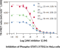 THUNDER™ High Performance Phospho-STAT1 (Y701) TR-FRET Cell Signaling Assay Kit