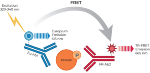 THUNDER™ High Performance Phospho-STAT1 (Y701) TR-FRET Cell Signaling Assay Kit