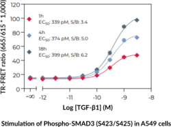 THUNDER™ Phospho-SMAD3 (S423/S425) TR-FRET Cell Signaling Assay Kit (Mad-related Protein 3, Mothers Against Decapentaplegic Homolog 3, SMAD Family Member 3)