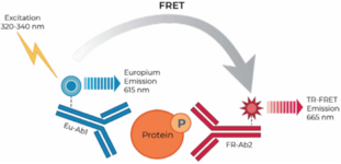 THUNDER™ Phospho-SMAD3 (S423/S425) TR-FRET Cell Signaling Assay Kit
