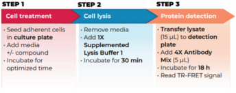 THUNDER™ Phospho-SMAD3 (S423/S425) TR-FRET Cell Signaling Assay Kit