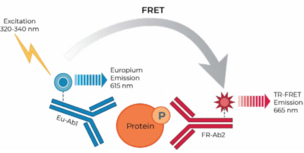 THUNDER™ Phospho-Rb (S780) TR-FRET Cell Signaling Assay Kit
