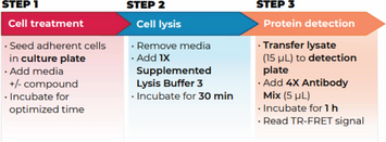 THUNDER™ Phospho-Rb (S780) TR-FRET Cell Signaling Assay Kit