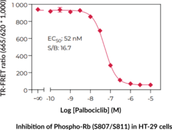 THUNDER™ Phospho-Rb (S807/S811) TR-FRET Cell Signaling Assay Kit