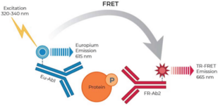 THUNDER™ Phospho-Rb (S807/S811) TR-FRET Cell Signaling Assay Kit