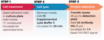 THUNDER™ Phospho-Rb (S807/S811) TR-FRET Cell Signaling Assay Kit