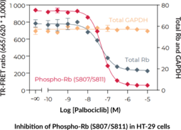 THUNDER™ Total Rb TR-FRET Cell Signaling Assay Kit