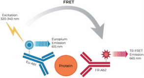 THUNDER™ Total Rb TR-FRET Cell Signaling Assay Kit