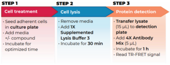 THUNDER™ Total Rb TR-FRET Cell Signaling Assay Kit