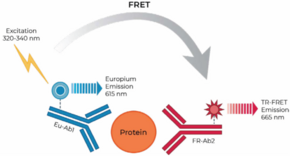 THUNDER™ Total IRAK4 TR-FRET Cell Signaling Assay Kit