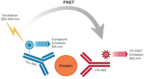 THUNDER™ Total GSPT1 TR-FRET Cell Signaling Assay Kit