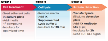 THUNDER™ Total GSPT1 TR-FRET Cell Signaling Assay Kit
