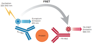 THUNDER™ Human CCL17/TARC TR-FRET Biomarker Assay Kit