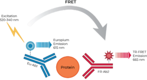 THUNDER™ Mouse CCL17/TARC TR-FRET Biomarker Assay Kit