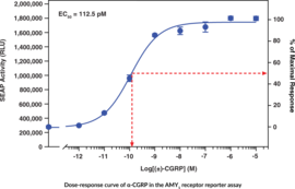 Amylin 1 Receptor (human) Reporter Assay Kit