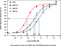 Reporter Assay Panel for Calcitonin and Amylin Receptors