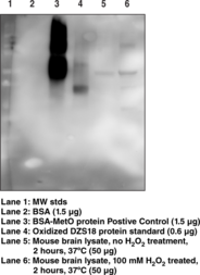 Methionine Sulfoxide Immunoblotting Kit