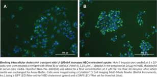 Cholesterol Uptake Cell-Based Assay Kit
