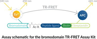 BRD4 bromodomain 1 TR-FRET Assay Kit