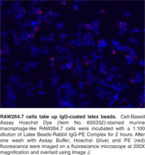 Phagocytosis Assay Kit (IgG PE)