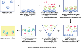 NETosis Assay Kit