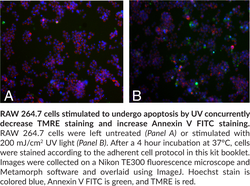 Multi-Parameter Apoptosis Assay Kit