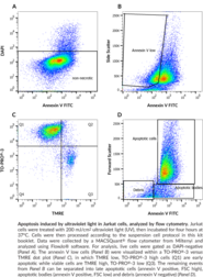 Early Apoptosis Detection Assay Kit