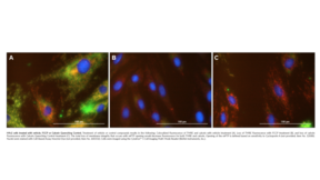 Mitochondrial PT Pore Assay Kit