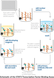 STAT3 Transcription Factor Assay Kit