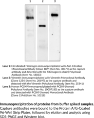 Protein A/G Coated Plate Immunoprecipitation Kit