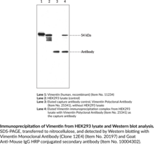 Protein A/G Coated Plate Immunoprecipitation Kit