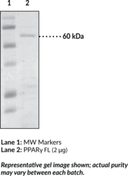 PPARγ FL (human, recombinant from E. coli) (Peroxisome Proliferator-activated Receptor γ Full Length)