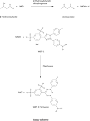 β-Hydroxybutyrate (Ketone Body) Colorimetric Assay Kit