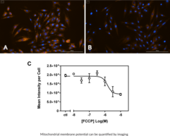TMRE Mitochondrial Membrane Potential Assay Kit