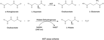 Aspartate Aminotransferase Colorimetric Activity Assay Kit