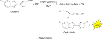 Firefly Luciferase Activity Assay Kit