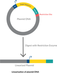 T7 mRNA Transcription Kit (Cap-1)